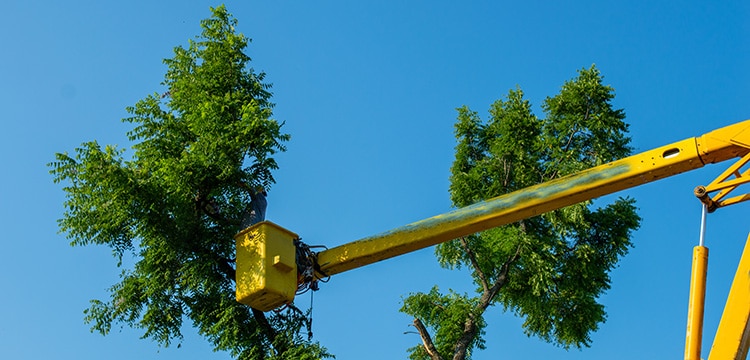 Top 3 Marketing Tips for Success: Tree Service Business
