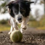 Pawfect Shots: Mastering Pet Photography with your Smartphone